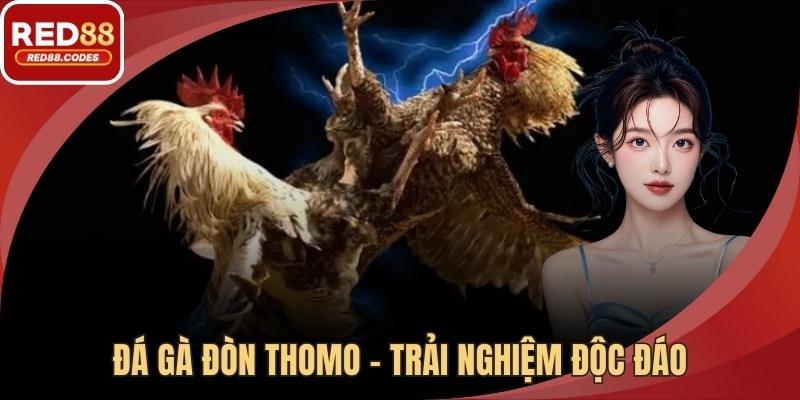 Đá Gà Đòn Thomo