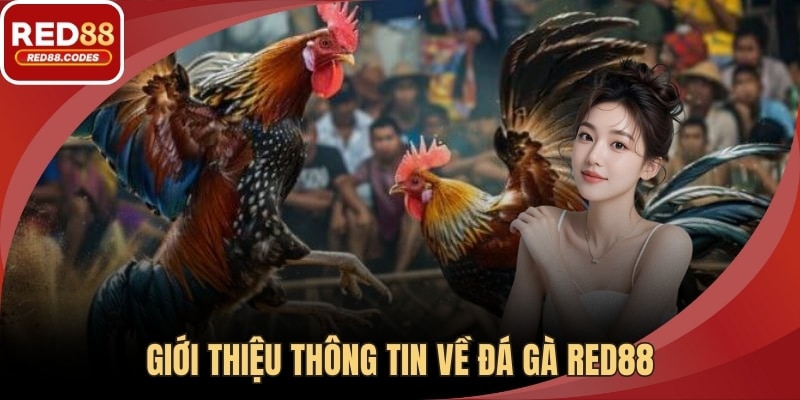 Giới thiệu thông tin về đá gà RED88